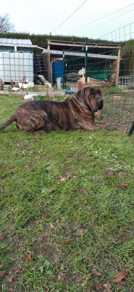 Pongo De La Huella Del Presa Canario → Presa Canario