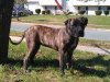 ANACONDA DE IRON PRESS KENNEL
