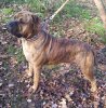 MR. CANARIO DE LOS SANTOS