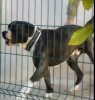 APOLO DE PRESAVAL