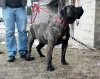 GREYT GRAN CANGUANA
