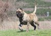 SHER-KHAN PERRO PRESA GRAND
