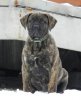 PERROS CANARIOS OROS EWA