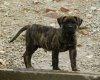 PERROS CANARIOS OROS ECTOR