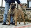 GANGSTER DI DRAGO CANARIO (DON CORLEONE)