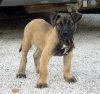 GRECO DI DRAGO CANARIO