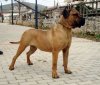 GRACE DI DRAGO CANARIO