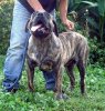 LOPEZ DI DRAGO CANARIO