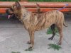 BRIDNEY THE BEST DOGOCAN (ABBY)