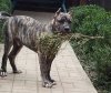 BARON BULLSARA DEL PEMBA