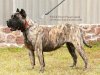 VETA PERRO PRESA GRAND