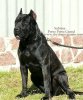 SABRINA PERRO PRESA GRAND
