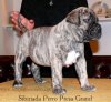 SIBIRIADA PERRO PRESA GRAND