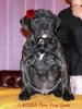 CARMEN PERRO PRESA GRAND