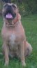 FOSTER'S ROXXY