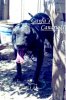 CANARIO II DE GAYFA
