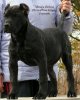 MONICA BELUCCI PERRO PRESA GRAND