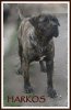 HARKOS DE LA HUELLA DEL PRESA CANARIO
