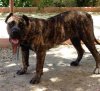 BELLA TIMDOGKENNEL