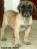 YEIKO DE VALLE DEL PRESA (DIESEL)