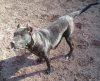 CANCER DE PERRO DE LA TIERRA