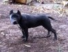 GUANCHA DE PERRO DE LA TIERRA