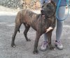 TAURO DE PERRO DE LA TIERRA