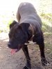 NUBIA DE PERRO DE LA TIERRA