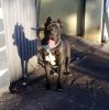 TAGORO DE PERRO DE LA TIERRA