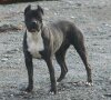 NINA DE LEXA ESTATE GUARDIAN