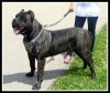 BEARCLAW'S BRUTUS