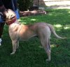 MID AMERICA K9 ARIES