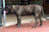UNICO DE IREMA CURTO (BRUNO)