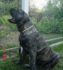 GIGANTOSTARDES BEAR