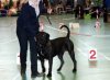 RALF PERRO VALIENTE