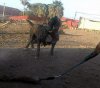 CALIMA