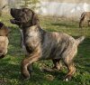 AMBRA DE ZOOCOSMOS