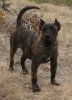 CAMPY DE BARNACAN BULL