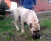 ZEUS DE PRESAS DE LA GALIA