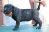VARGA'S EL GUARDIAN FIEL CLEO