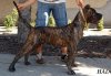 PERROS CANARIOS OROS EROS