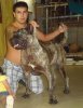 ABDEL