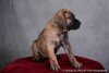 IMPERIAL DES DOGS DE L'AGE DE RAISON