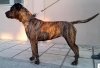JEA DI DRAGO CANARIO