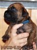 MAXIMUS NUESTRA SANGRE