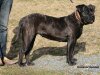 QUIARA DE BARNACAN BULL