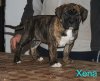 XENA