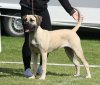 GARM DE CANARIO'S ASISSI ROSSO