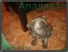 TAHORO DE ANAGACáN