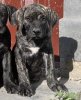 OLEG DE VIKING GUARD KENNEL